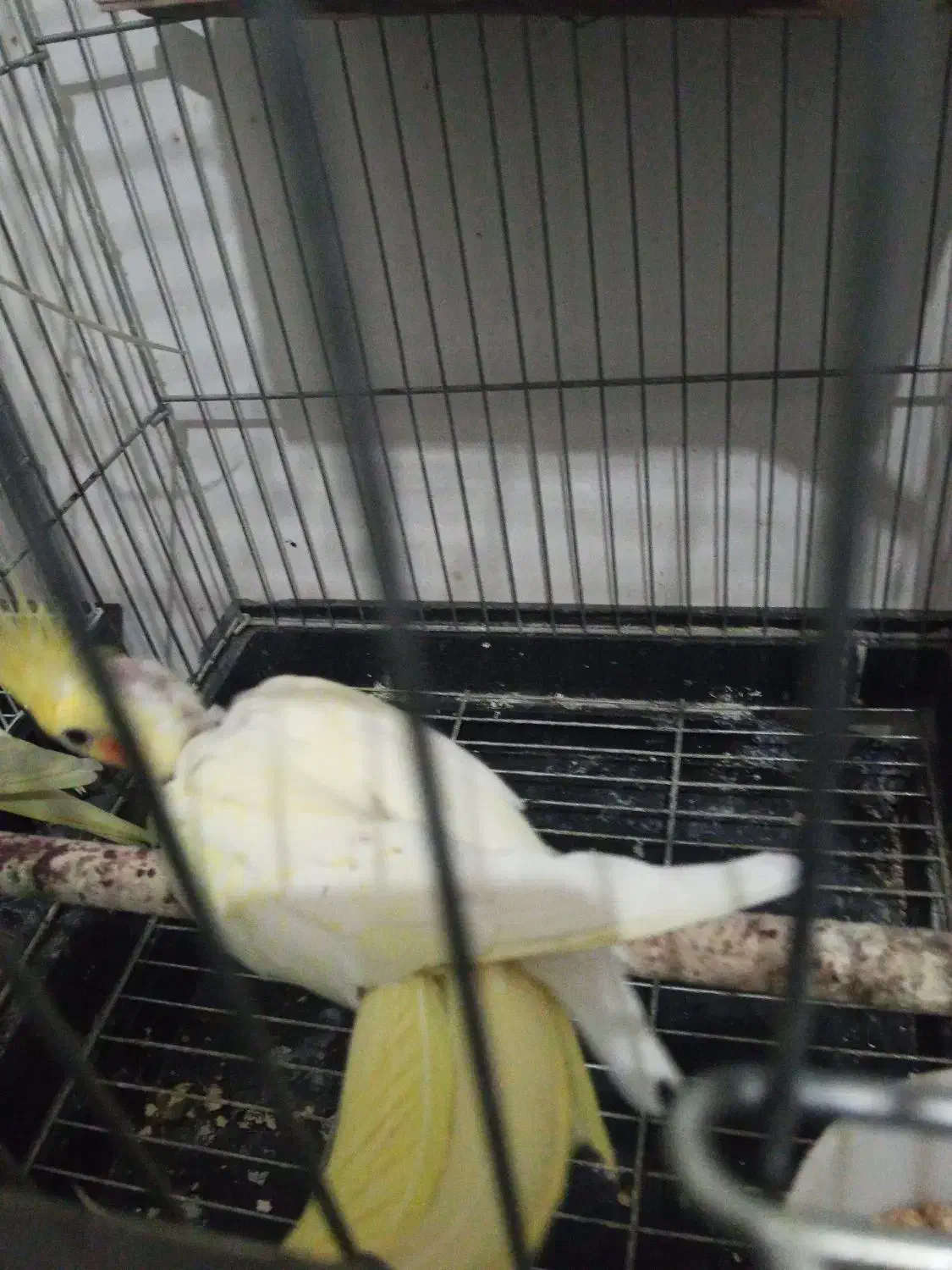 عروس هلندی|پرنده|تربت جام, اسماعیل آباد|دیوار