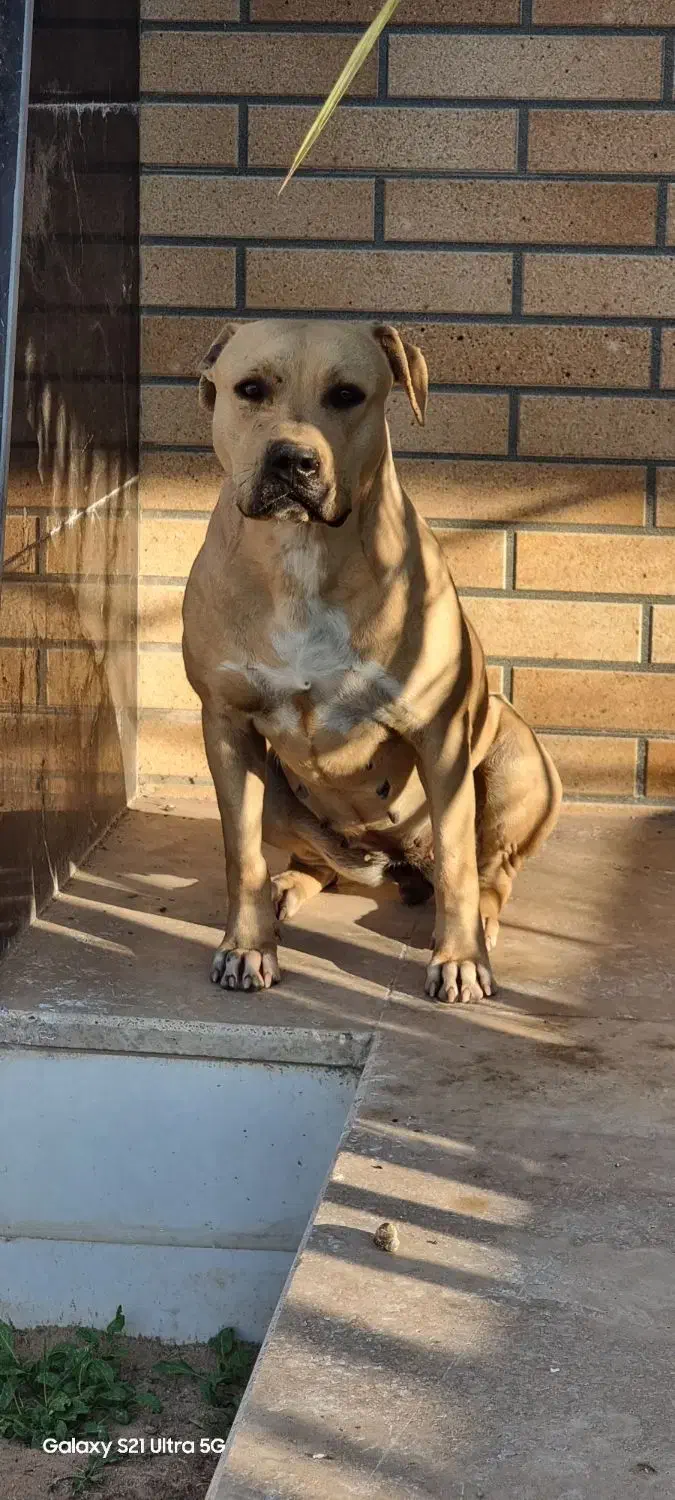 واگذاری سگ پیتبول ماده|سگ|یزد, |دیوار