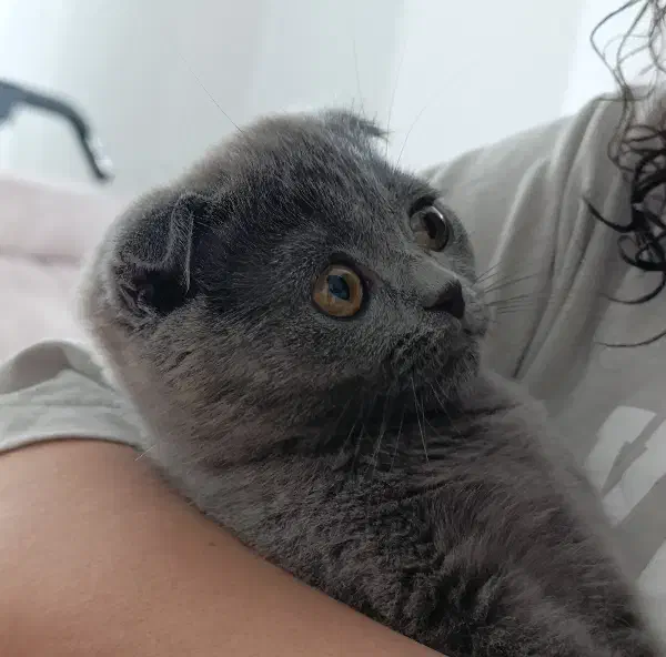 اسکاتیش|گربه|نیشابور, شهرک ولیعصر|دیوار