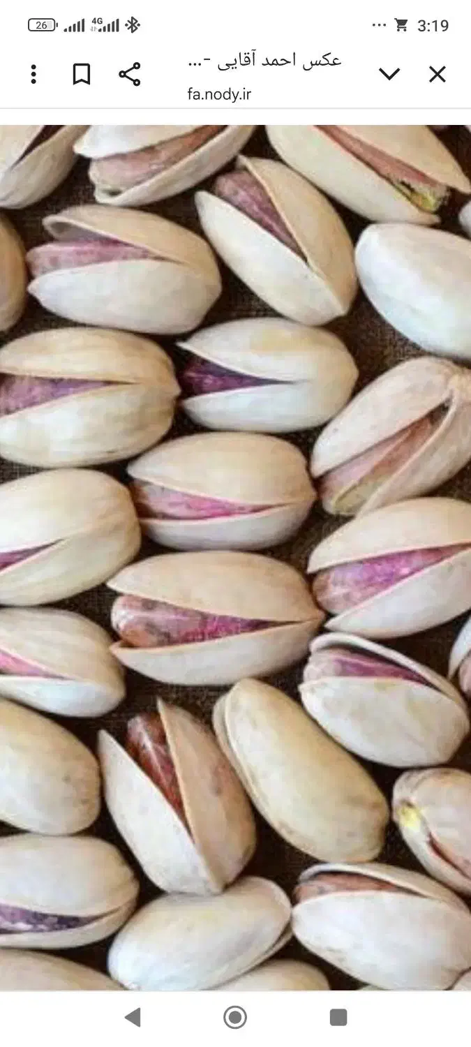 پسته تازه امسال|خوردنی و آشامیدنی|سروستان, |دیوار