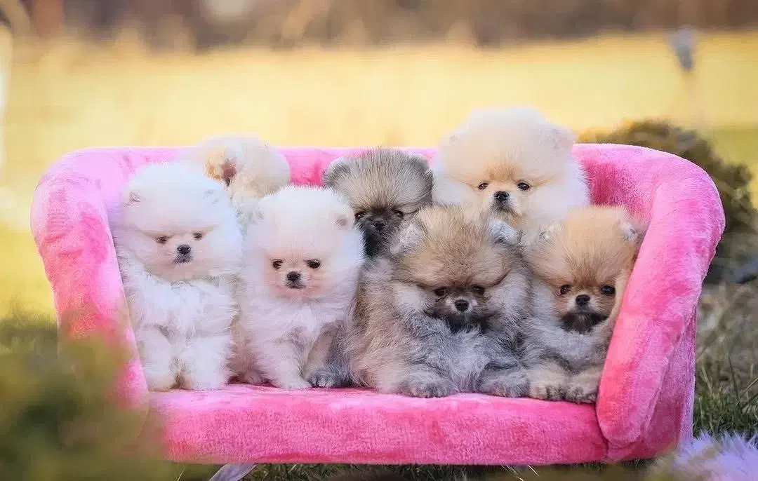 توله سگهای پامرانین|سگ|اصفهان, شهرستان|دیوار