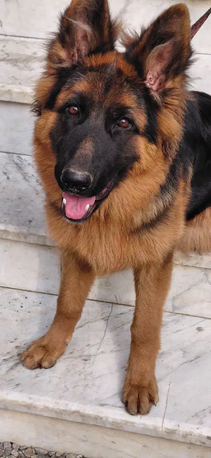 ژرمن شولاین اصیل|سگ|چالوس, |دیوار