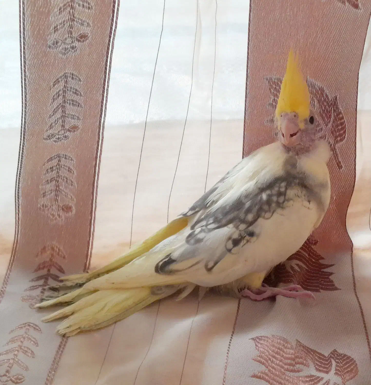 عروس هلندیدوکت|پرنده|آذرشهر, |دیوار