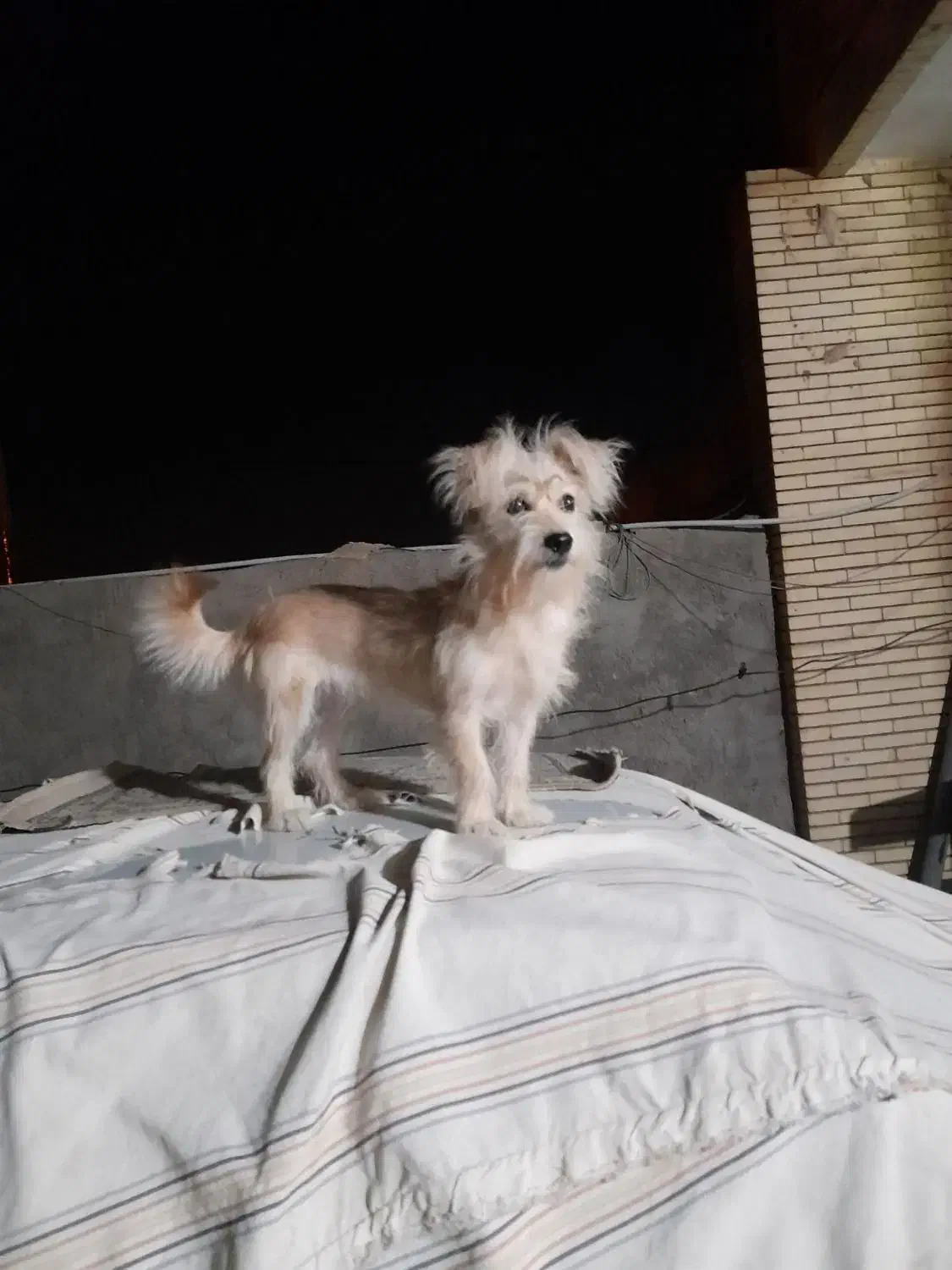 سگ اشپیز|سگ|کرمان, |دیوار