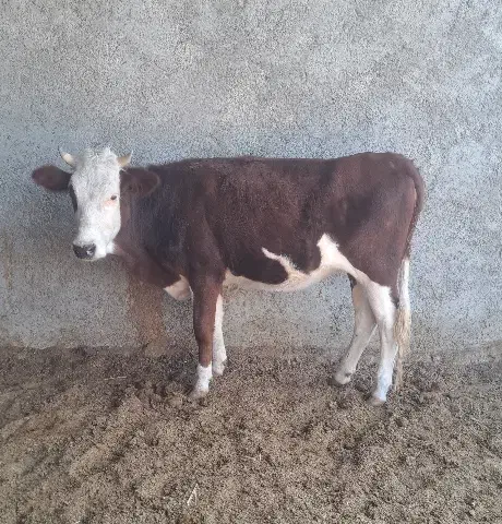 گاو .نوبر.تلیسه. گوساله ماده|حیوانات مزرعه|مرودشت, شهرک مهدیه|دیوار