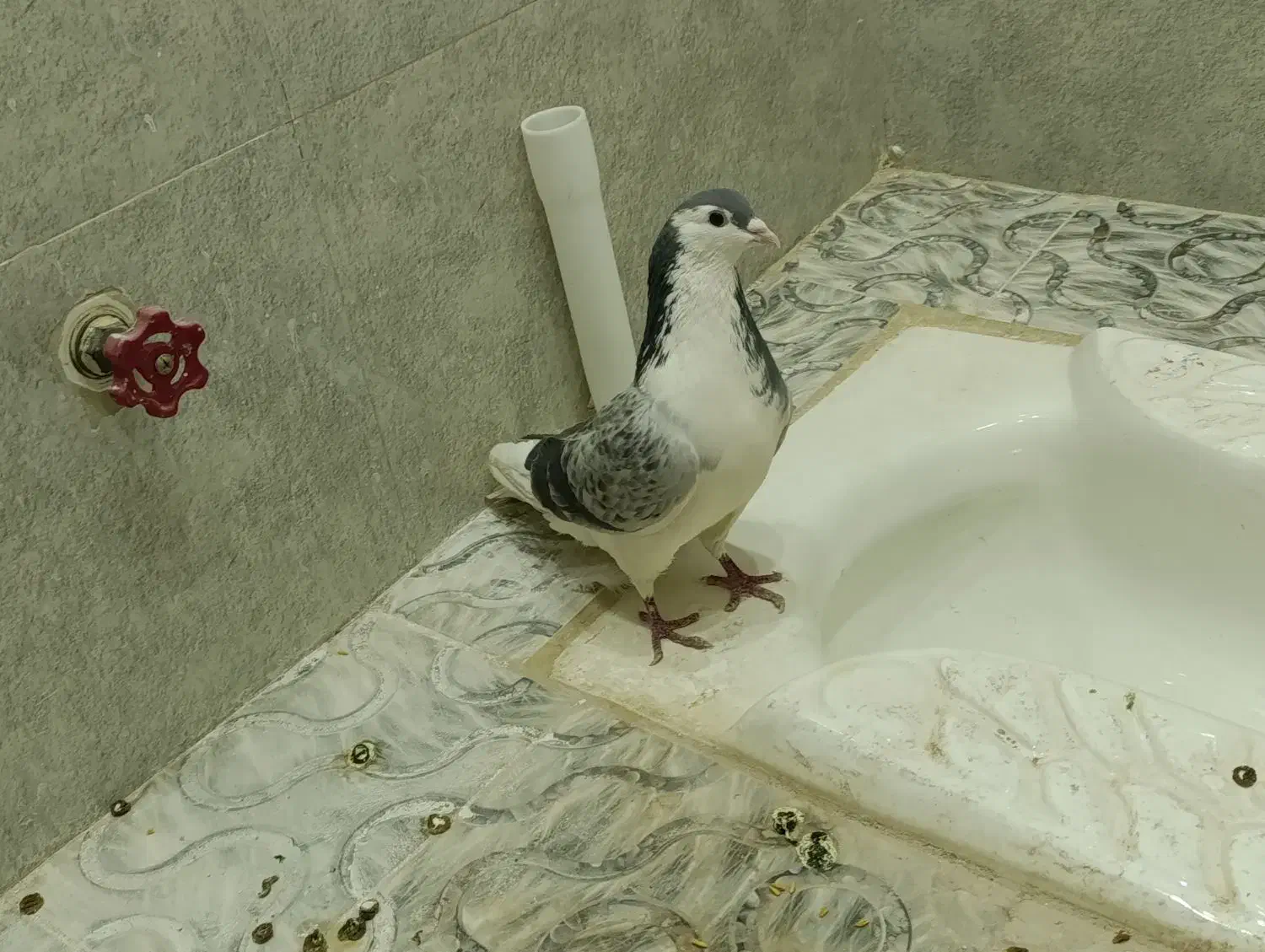 کفتر دمگیر نر|پرنده|شاهین‌شهر, گرگاب|دیوار