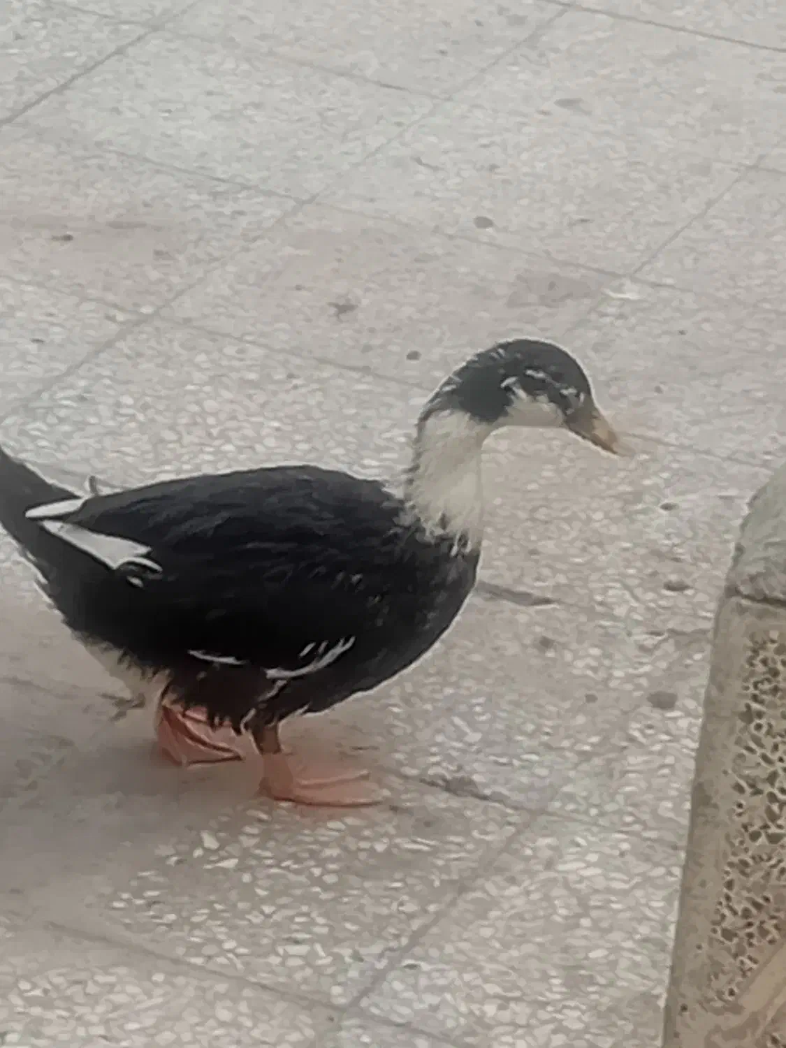 اردک|پرنده|تهران, خانی آباد نو جنوبی|دیوار