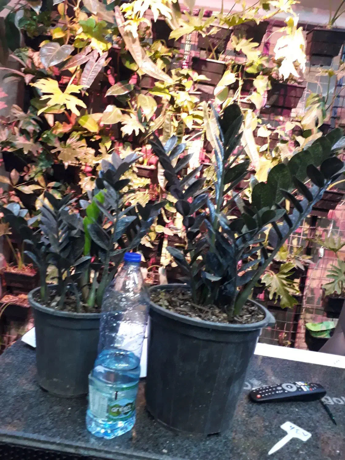 زاموفیلیا سوپر بلک|گل و گیاه طبیعی|باقرشهر, |دیوار