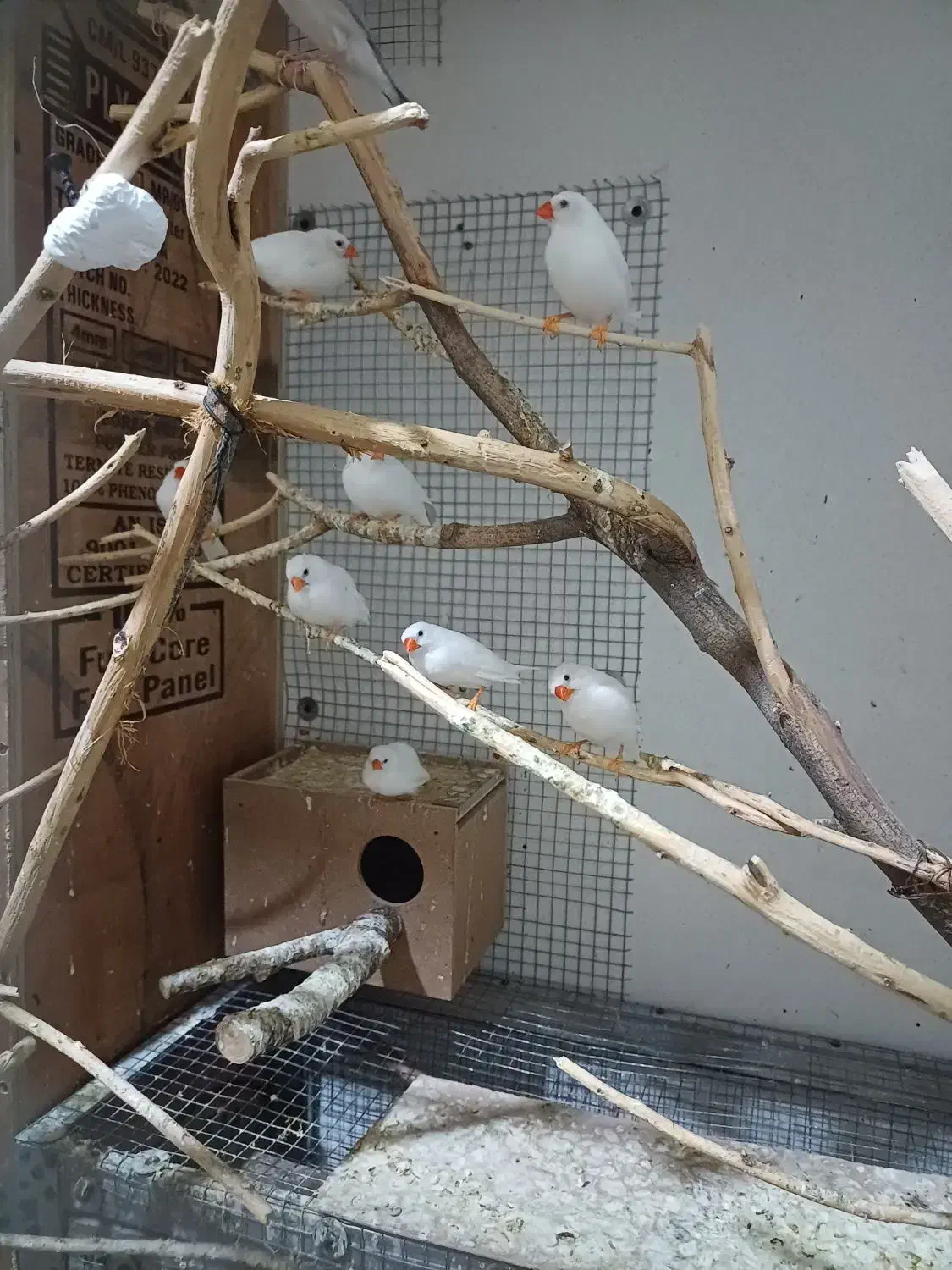 فنچ معمولی سفید بشرط مولد|پرنده|رامشیر, |دیوار