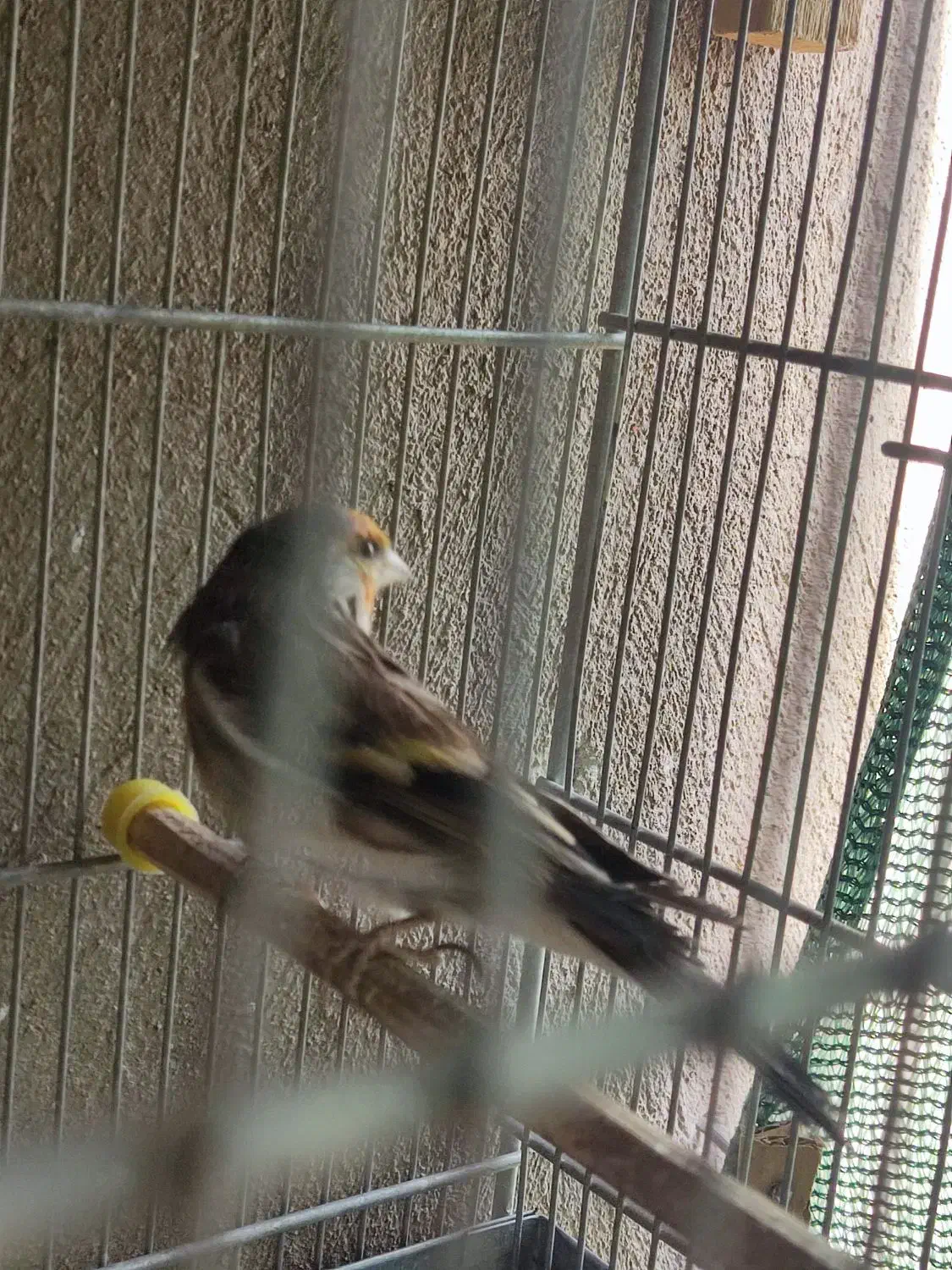 سهره قناری نر|پرنده|تهران, زرکش|دیوار