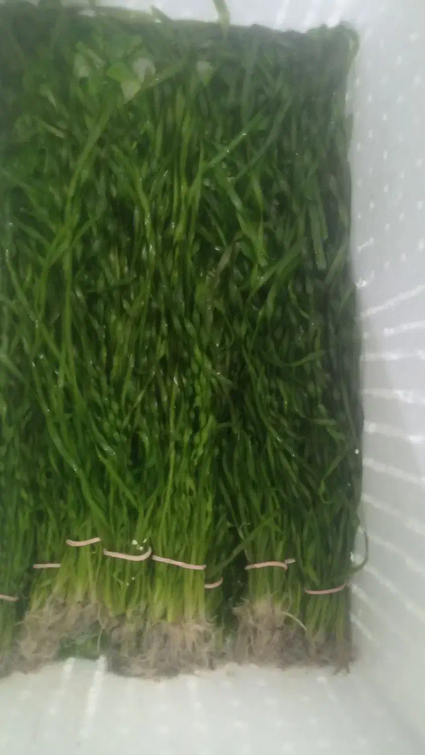 برگ کاتاپا جادویی|گل و گیاه طبیعی|شیراز, وصال|دیوار