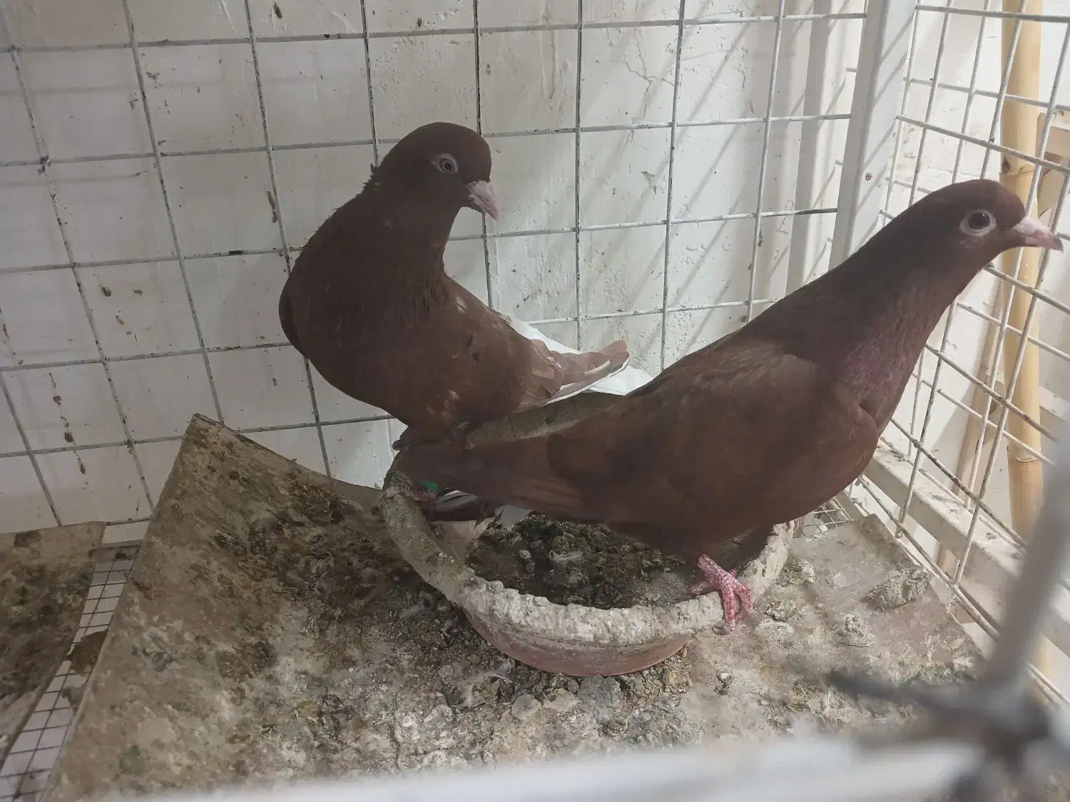 کبوتر دم سفید|پرنده|مشهد, شهرک امام هادی (شهرک غرب)|دیوار