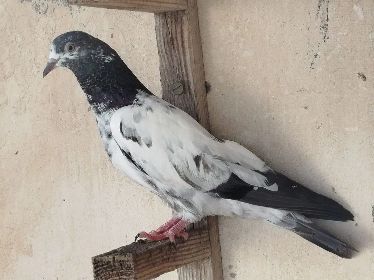 یه چند عدد کبوتر اصل پاکستانی|پرنده|بندر گناوه, |دیوار