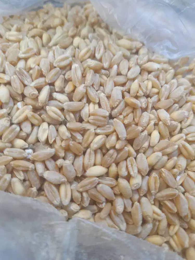 گندم آبی|حراج|شیروان (لرستان), |دیوار