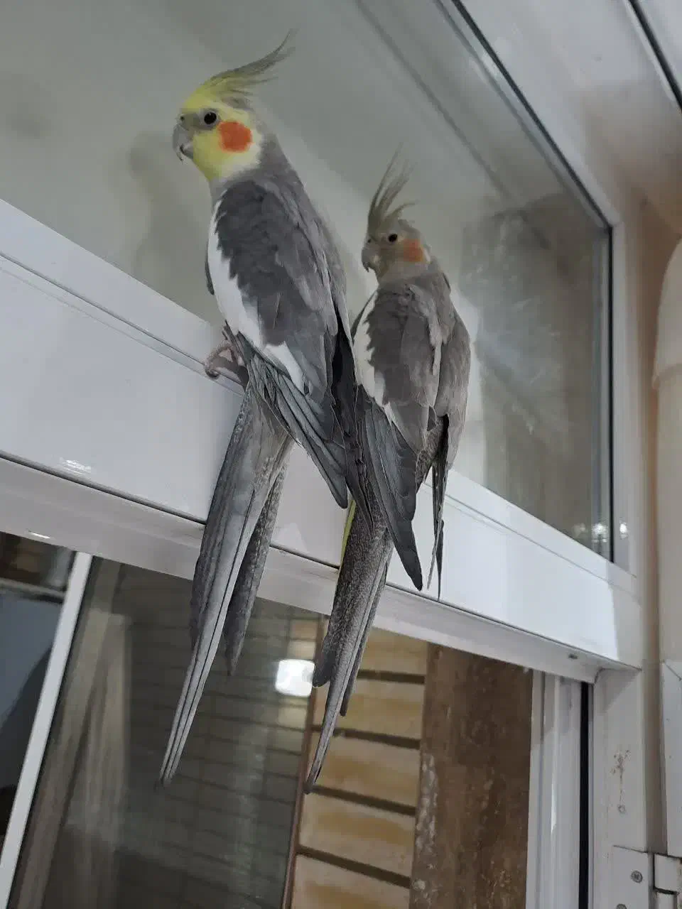 یه جفت عروس هلندی خوشگل و بازیگوش|پرنده|اصفهان, مهدی آباد|دیوار