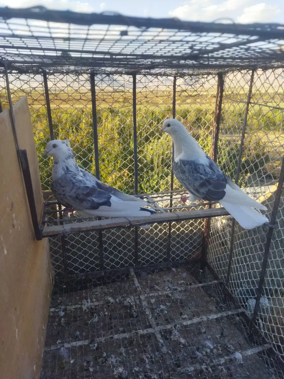 کبوتر|پرنده|بهارستان, |دیوار