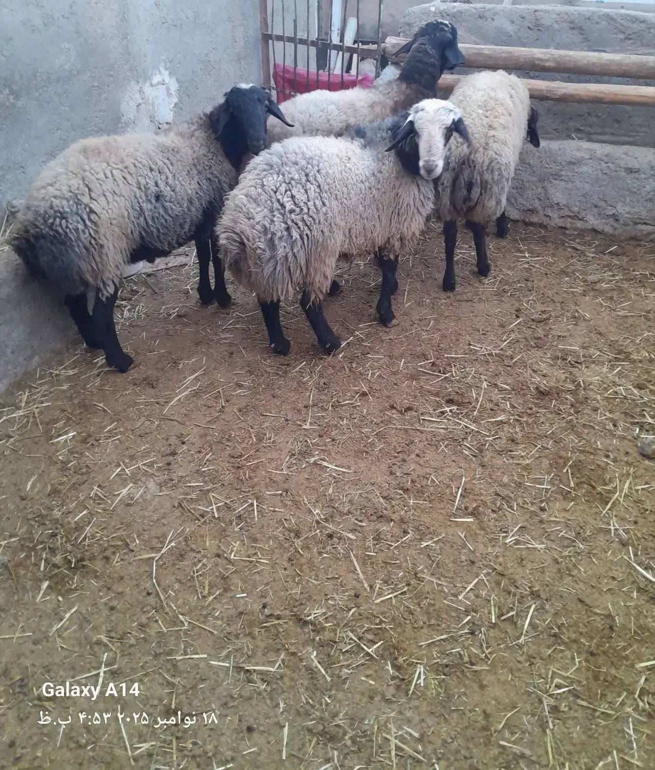 بره نر چاق|حیوانات مزرعه|دشتابی, |دیوار