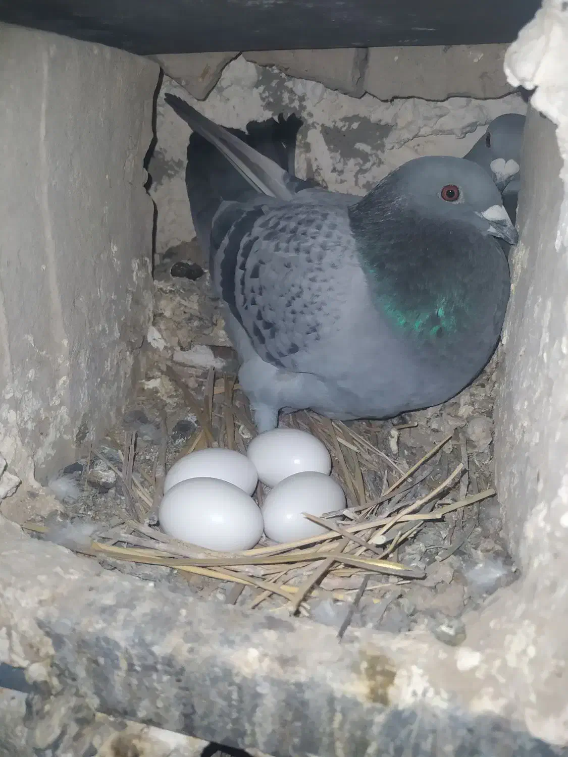 کبوتر فروشی وسایل مو تور|پرنده|زابل, |دیوار