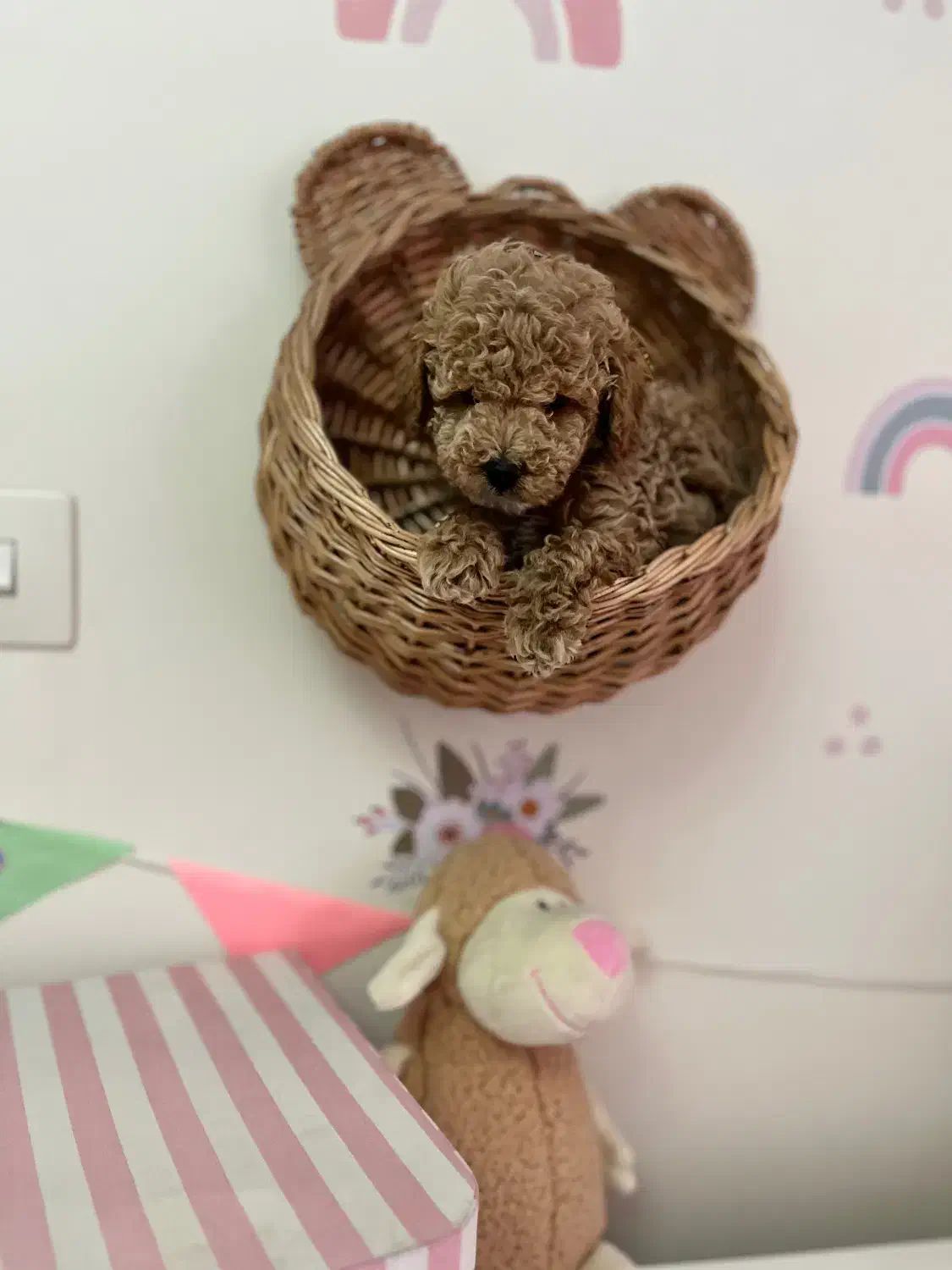 تاینی پودل|سگ|کرج, فاز ۴ مهرشهر|دیوار