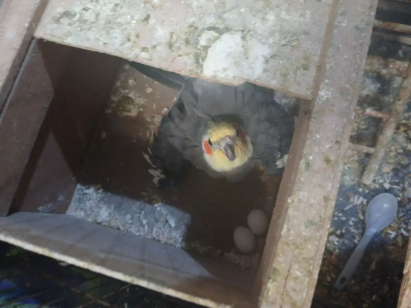 عروس هلندی جفت مولد کار داده تازه با تخم کرده|پرنده|بجنورد, |دیوار