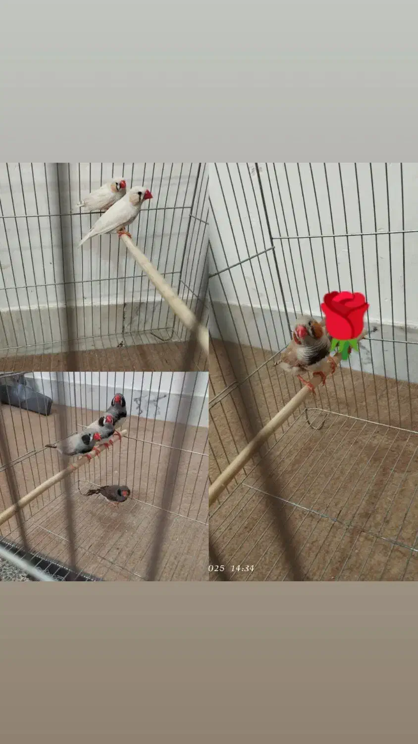 فنچ لپ سیاه و کینگ و مرغ عشق|پرنده|بروجن, |دیوار