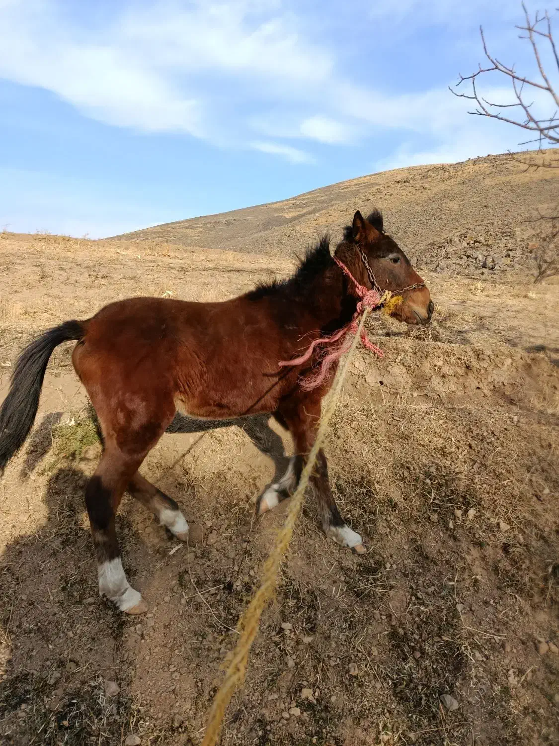 اسب کره نریان|اسب و تجهیزات اسبسواری|تاکستان, |دیوار