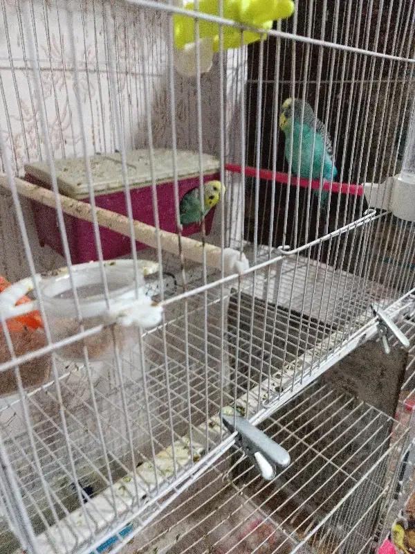 مرغ عشق|پرنده|فاروج, |دیوار