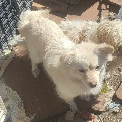 سگ گمشده|حیوانات|مرودشت, دولت آباد|دیوار