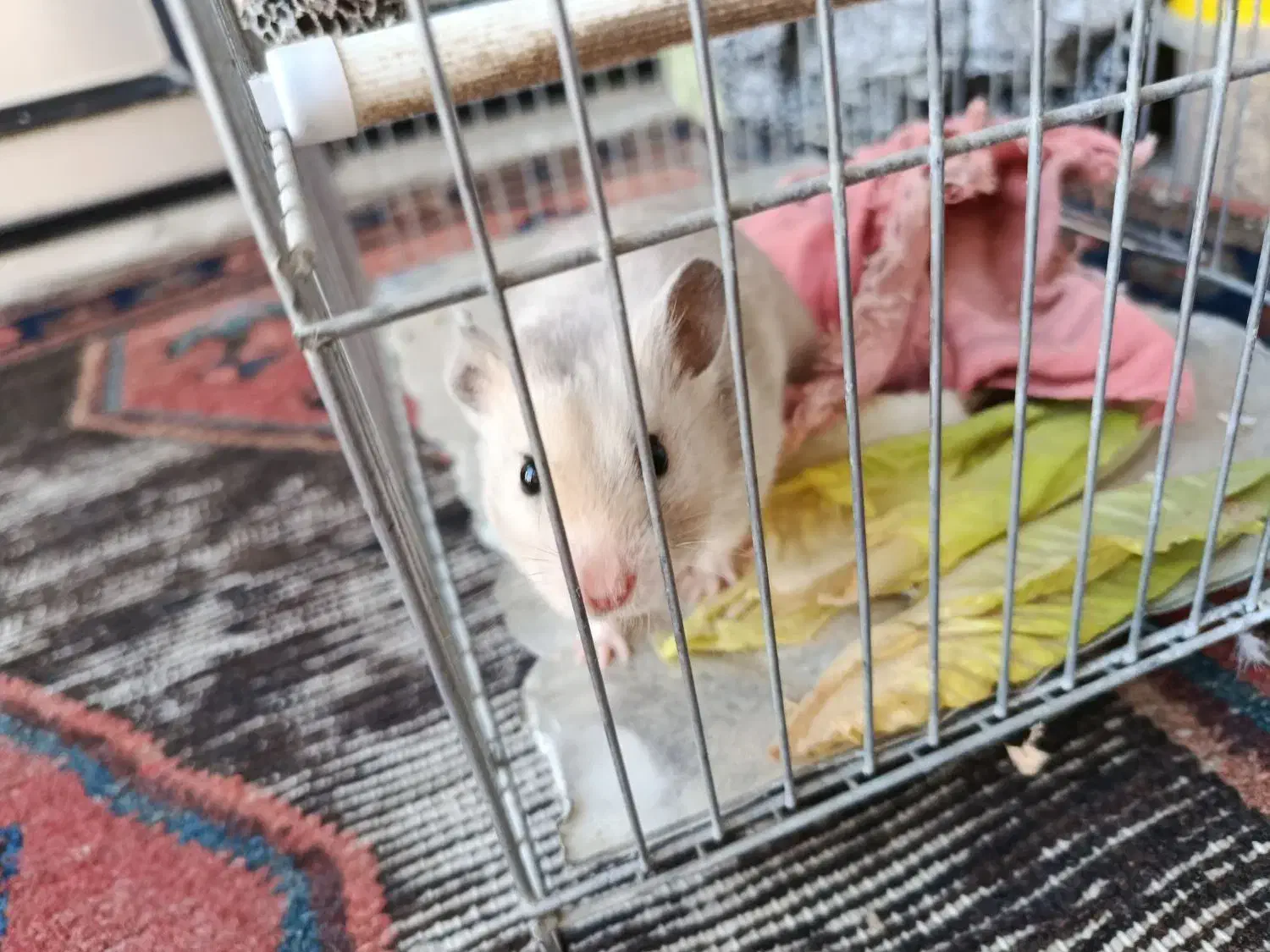 همستر|موش و خرگوش|سنندج, |دیوار