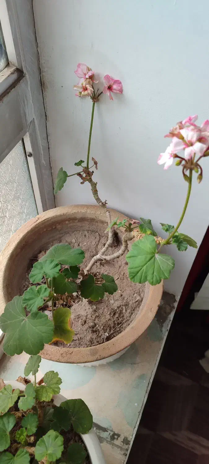 گل طبیعی|گل و گیاه طبیعی|مرند, |دیوار