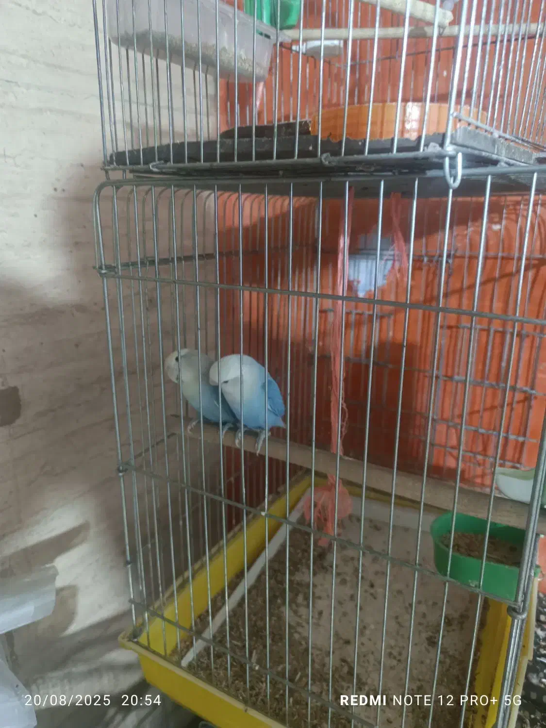 طوطی برزیلی|پرنده|قدس, شهرقدس|دیوار