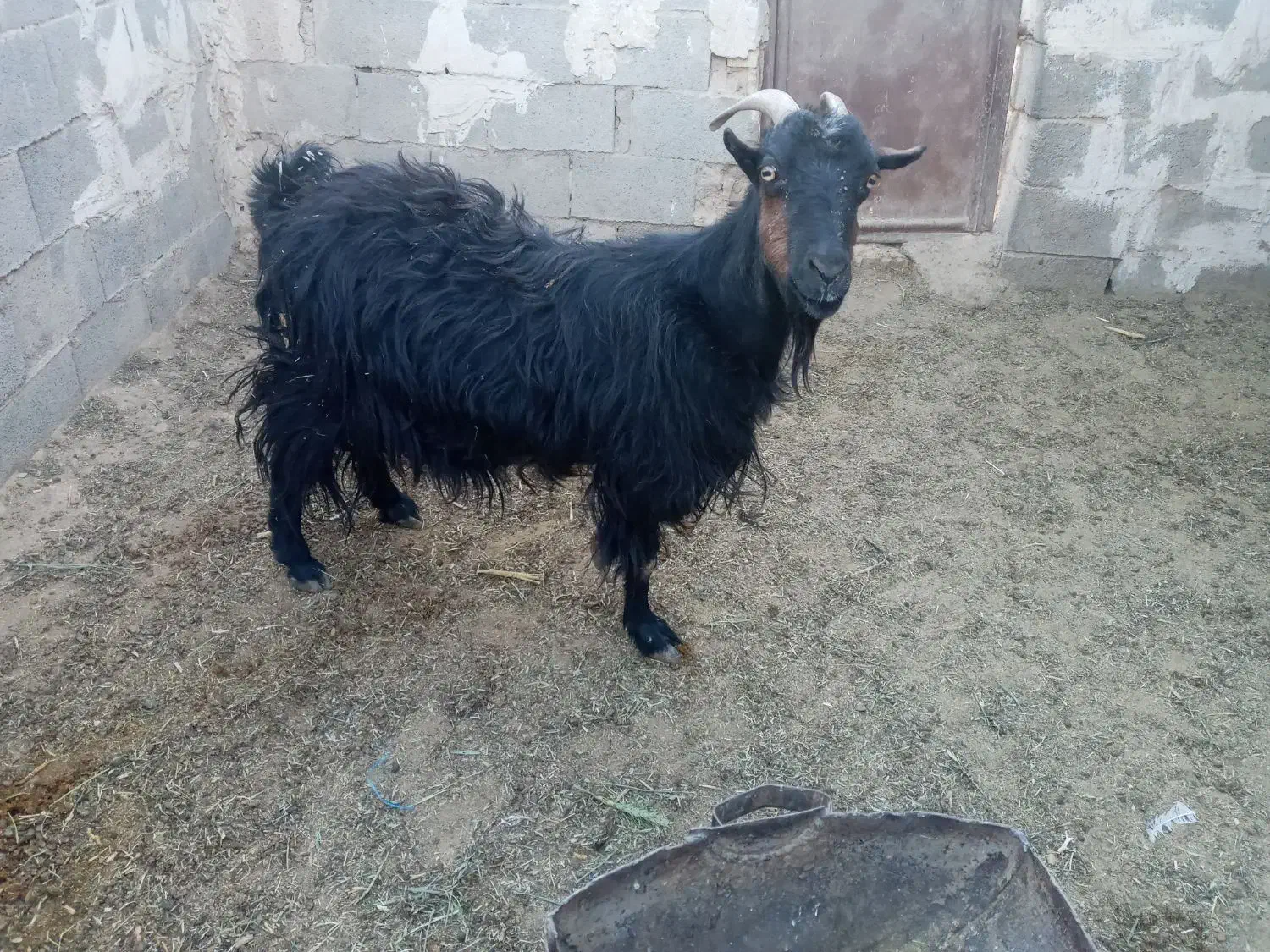 بز ترکی چاق ارسنجان|حیوانات مزرعه|شیراز, درکی|دیوار