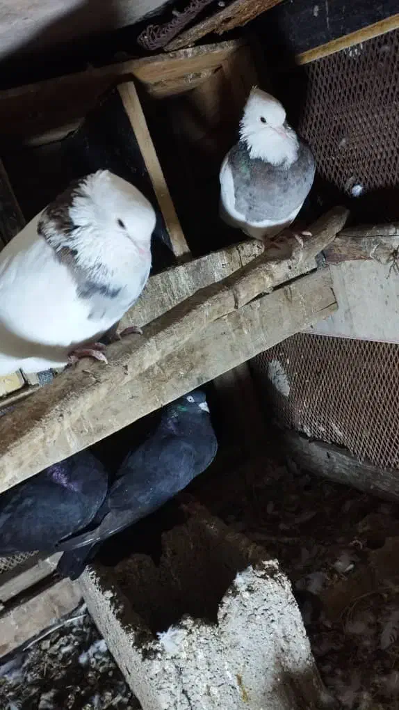 دو جفت طوقی|پرنده|خرمشهر, |دیوار