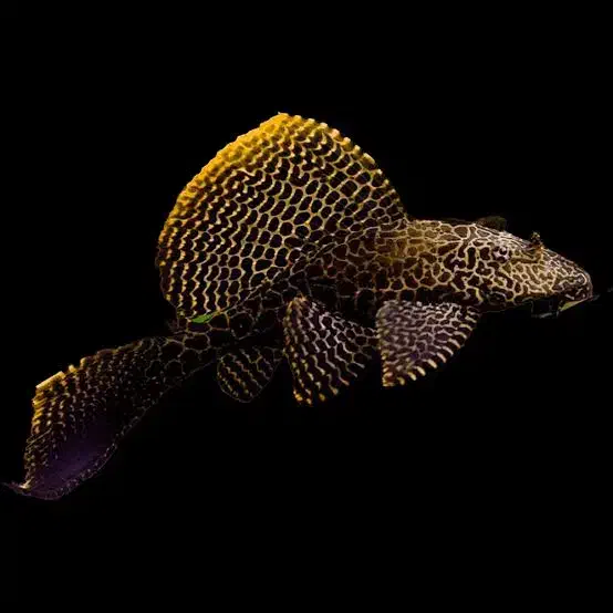 ماهی نظافتچی لجن خوار لوچ کفخوار / آکواریوم سانفیش|ماهی|زنجان, |دیوار