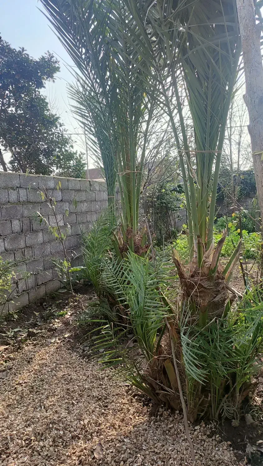 نخل|گل و گیاه طبیعی|رودبنه, |دیوار