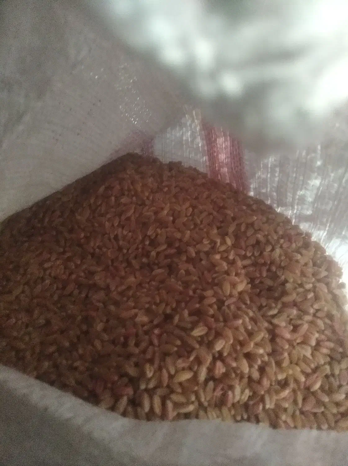 گندم آبی رقم پیشگام بوجاری شده|عمدهفروشی|چاراویماق, |دیوار