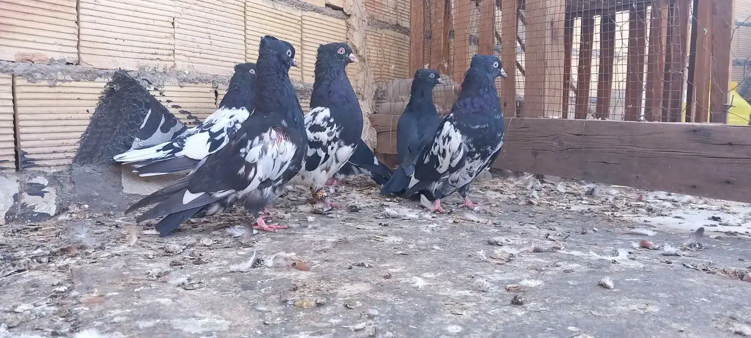 کبوتر کله ای درسوسنگرد.|پرنده|اهواز, منازل کارون|دیوار