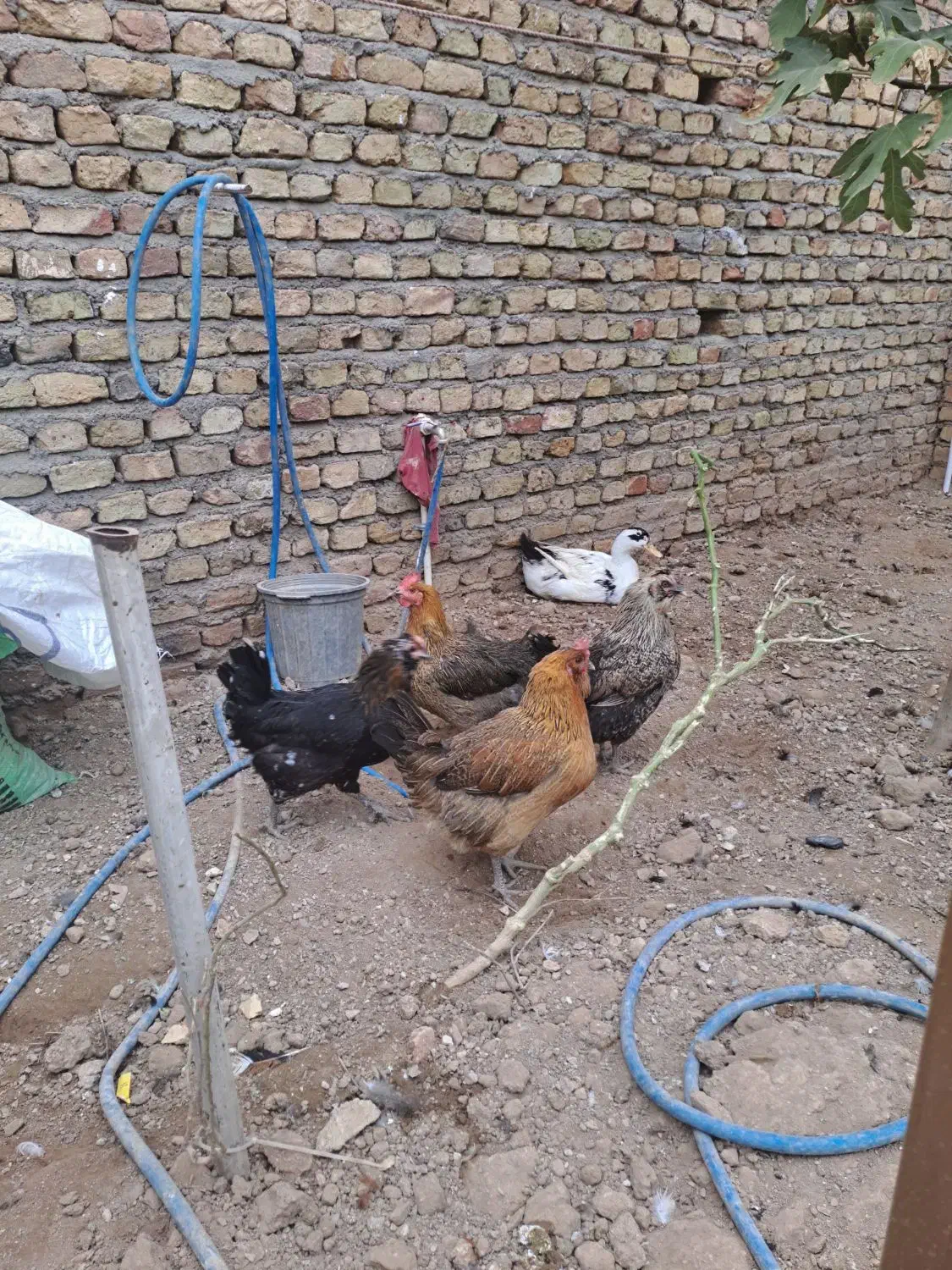 فروش مرغ و خروس نژاد گلین|حیوانات مزرعه|زرندیه, |دیوار