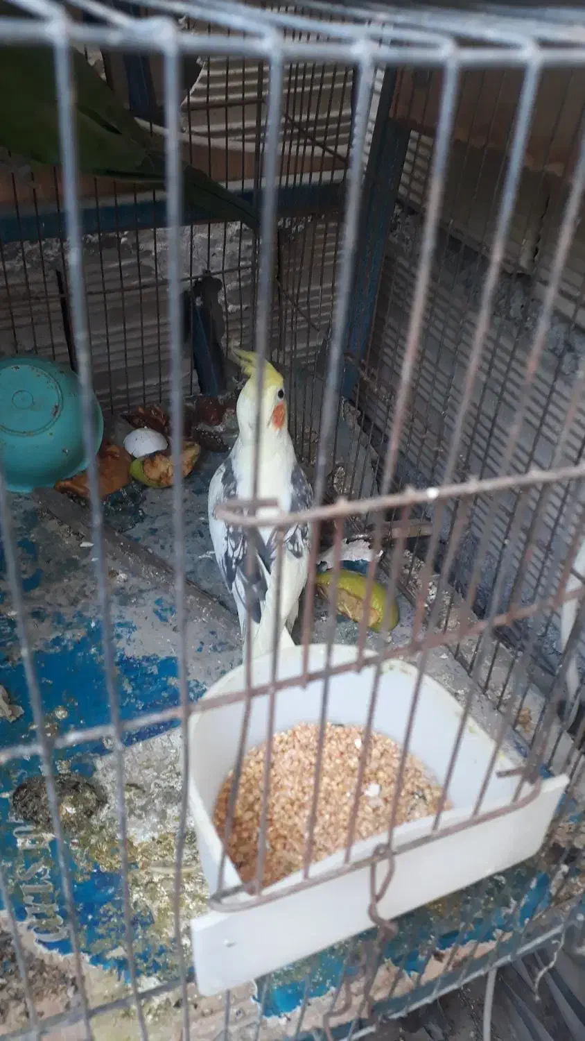 عروسهلندی|پرنده|راسک, |دیوار