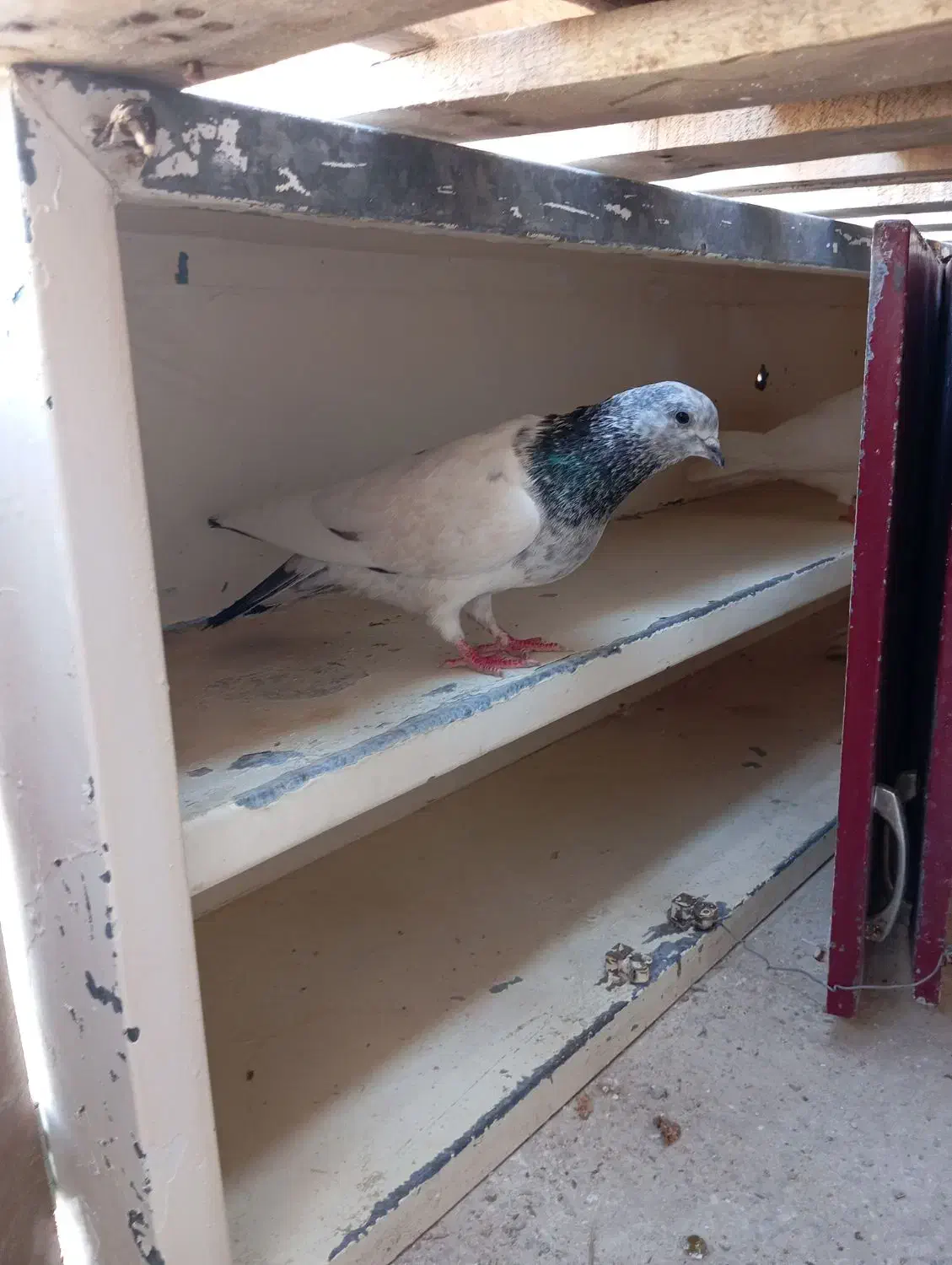 شخی|پرنده|خرمشهر, |دیوار