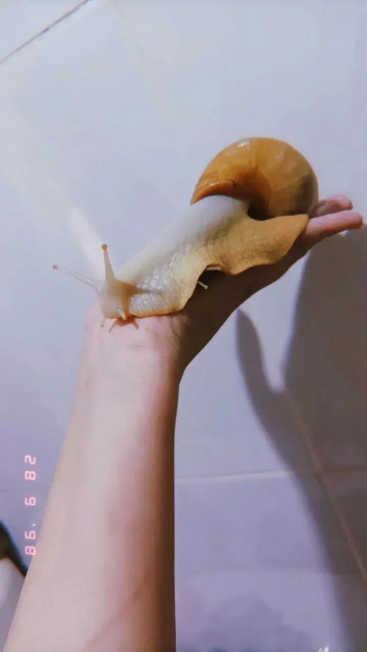 حلزون‌آلبینو مناسب صورت|خزنده|پرند, فاز ۵|دیوار