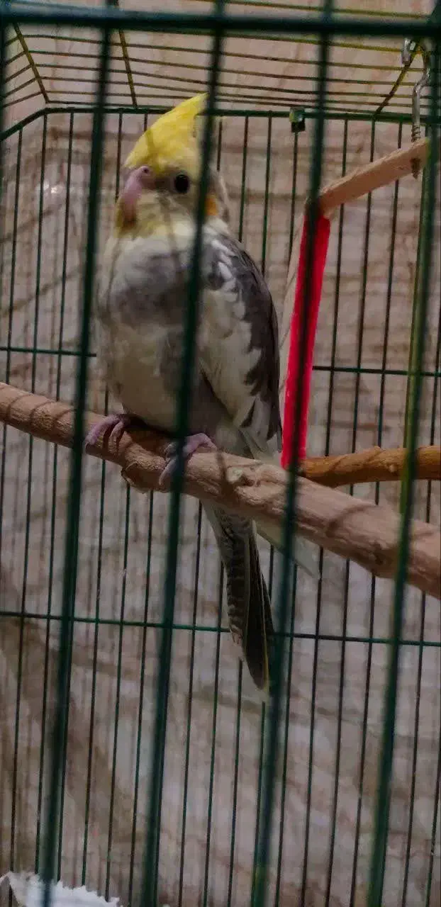 عروس هلندی ابلغ|پرنده|قم, انسجام|دیوار