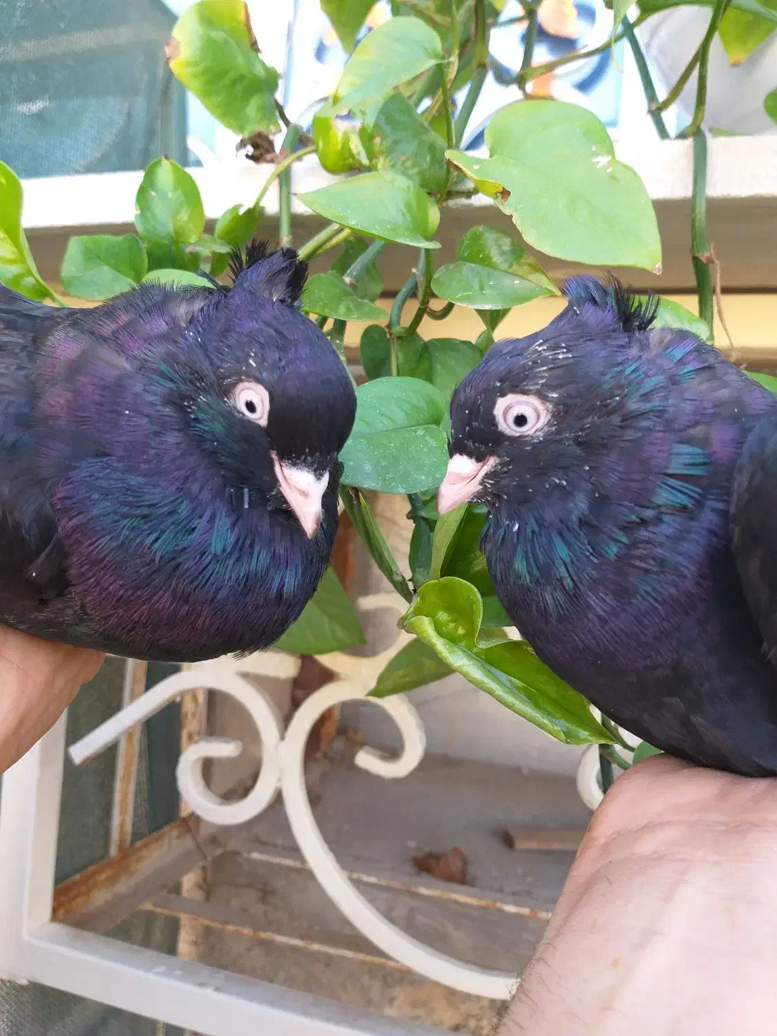 سیاه ابادانی|پرنده|خورموج, |دیوار