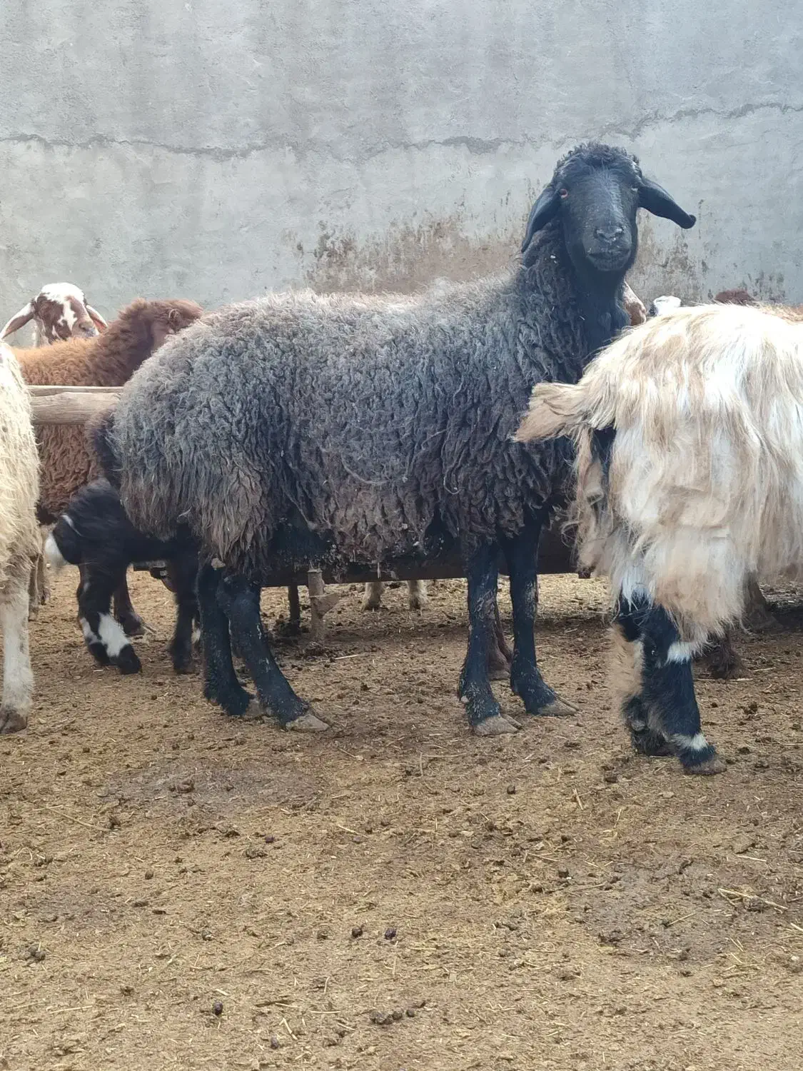 میش ابستن|حیوانات مزرعه|گلپایگان, |دیوار