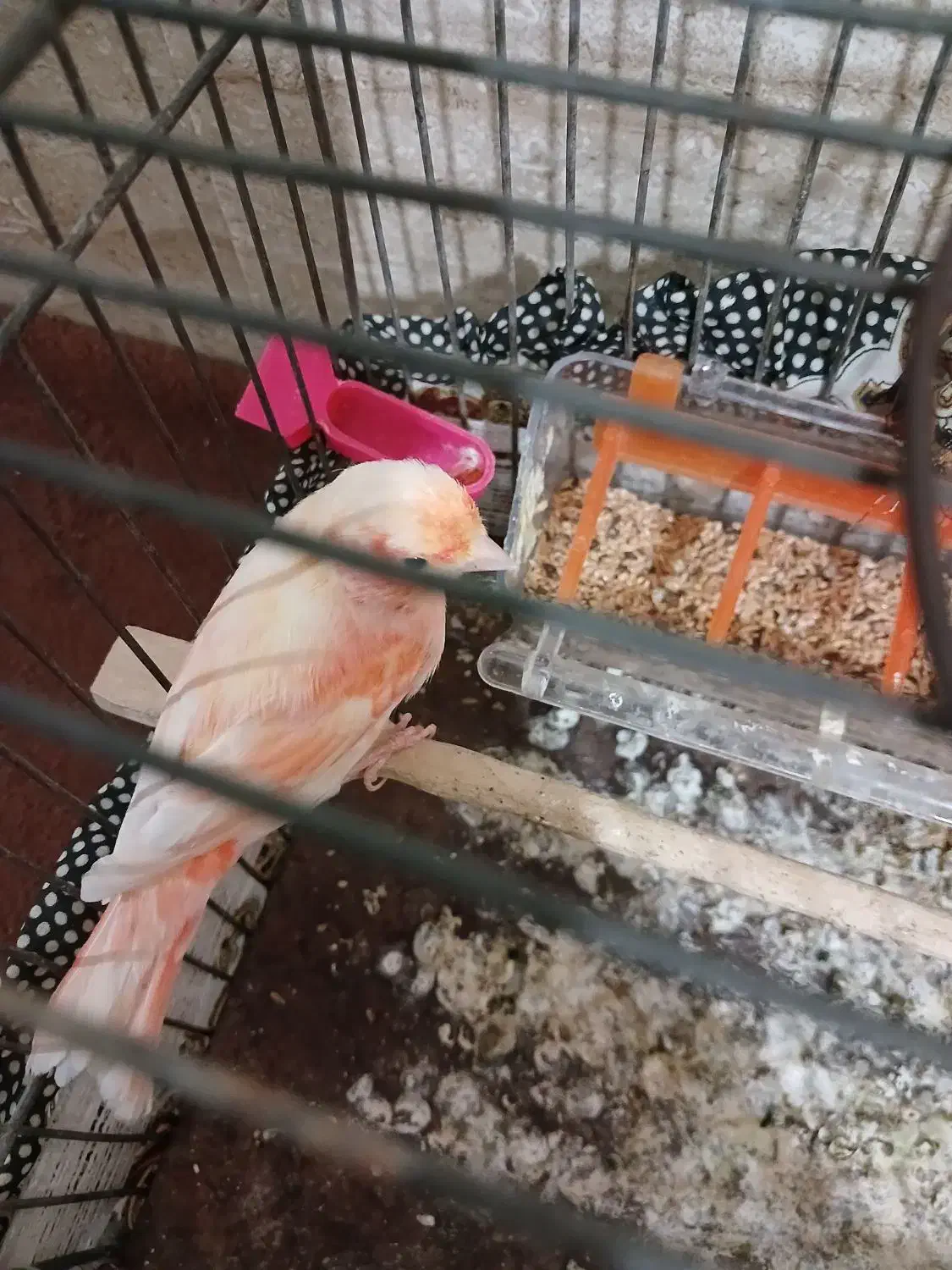 قناری ماده اصل قیمت1900|پرنده|نهبندان, |دیوار