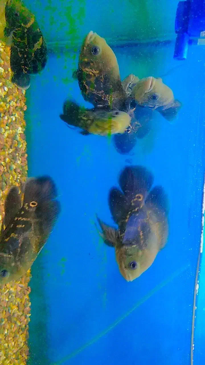 ماهی زینتی|ماهی|سبزوار, پیام|دیوار