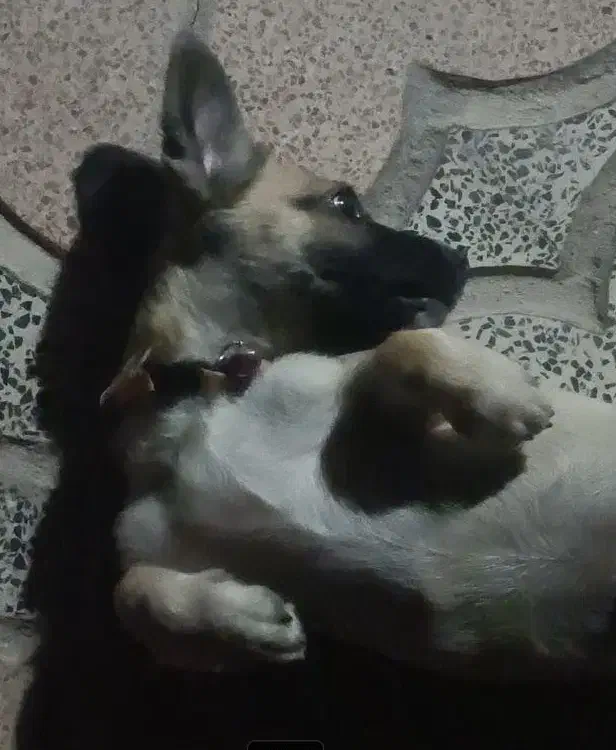 سگ شیواوا|سگ|بم, |دیوار