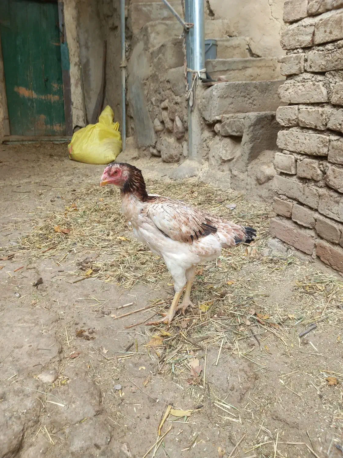 مرغ لاری|پرنده|خاروانا, |دیوار