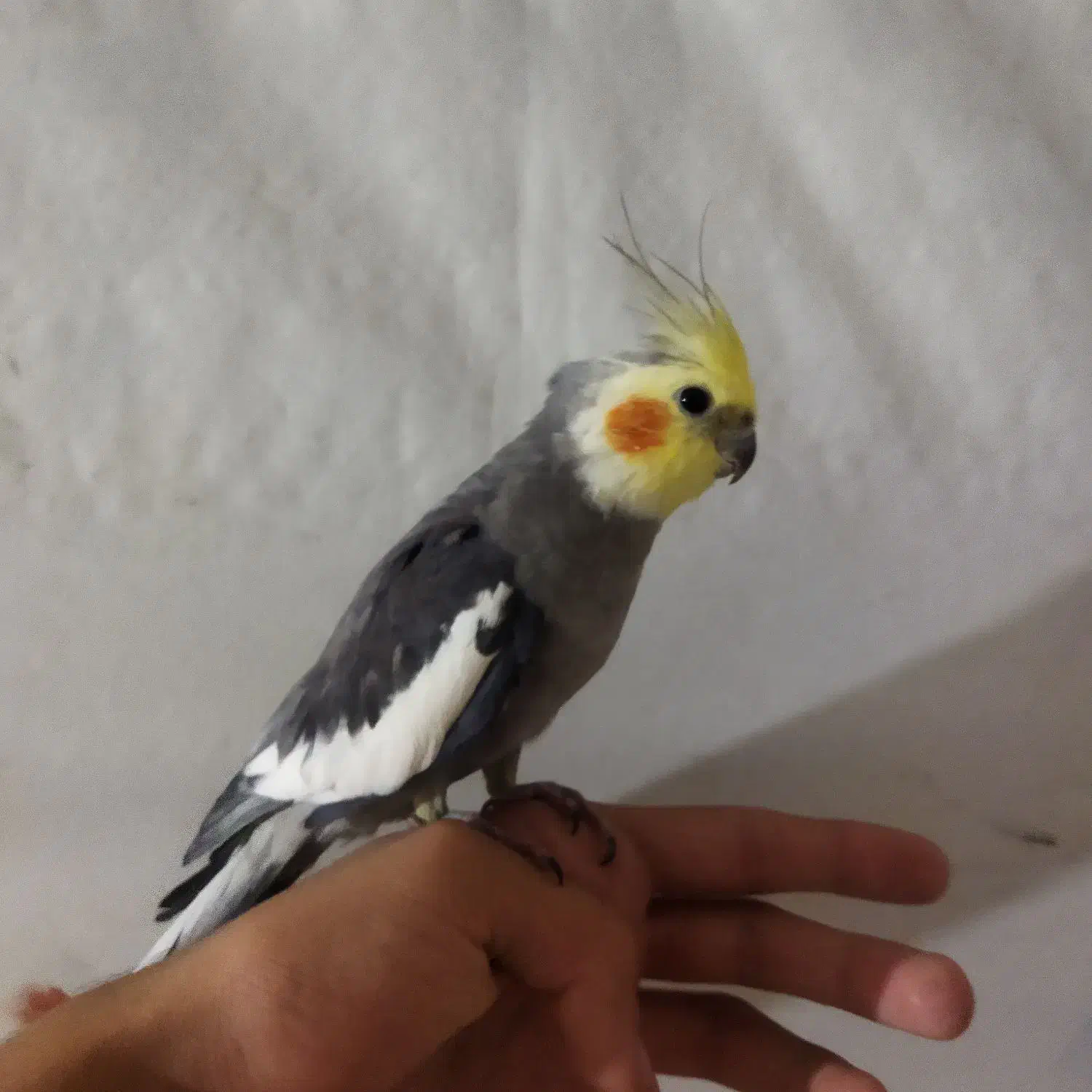 عروس هلندی سخنگو|پرنده|تبریز, |دیوار