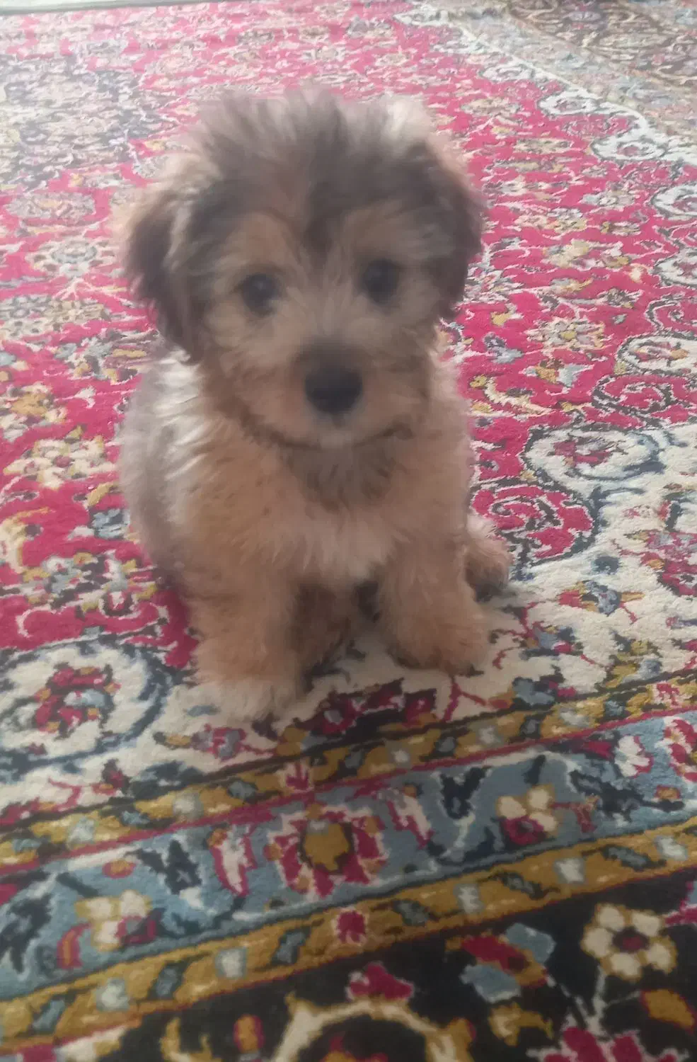 توله سه ماهه شیتزو|سگ|قائم‌شهر, |دیوار